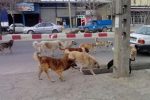 انتقاد شهروندان تبریزی از وجود سگ‌های بلاصاحب در هسته مرکزی شهر