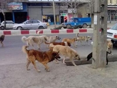 انتقاد شهروندان تبریزی از وجود سگهای بلاصاحب در هسته مرکزی شهر